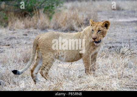 Jonge Afrikaanse Leeuw; giovani Leone africano Foto Stock