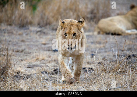 Jonge Afrikaanse Leeuw; giovani Leone africano Foto Stock