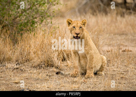 Jonge Afrikaanse Leeuw; giovani Leone africano Foto Stock