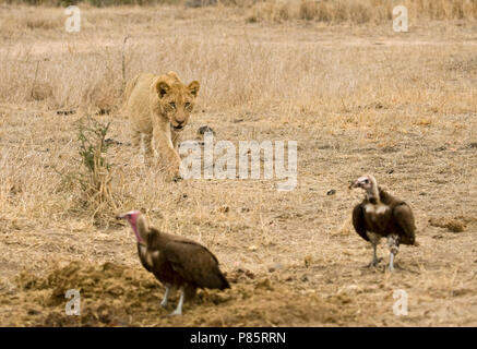 Jonge Afrikaanse Leeuw; giovani Leone africano Foto Stock