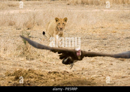 Jonge Afrikaanse Leeuw; giovani Leone africano Foto Stock