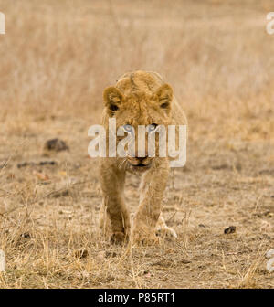 Jonge Afrikaanse Leeuw; giovani Leone africano Foto Stock