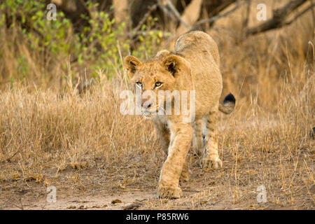 Jonge Afrikaanse Leeuw; giovani Leone africano Foto Stock