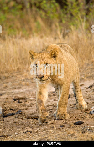 Jonge Afrikaanse Leeuw; giovani Leone africano Foto Stock