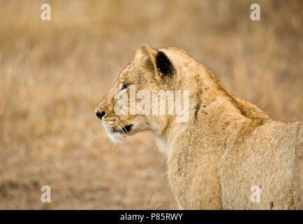 Jonge Afrikaanse Leeuw; giovani Leone africano Foto Stock