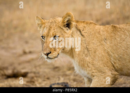 Jonge Afrikaanse Leeuw; giovani Leone africano Foto Stock