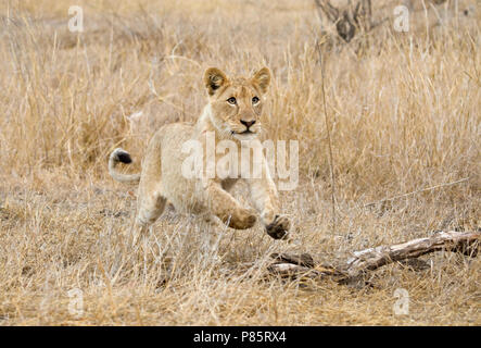 Jonge Afrikaanse Leeuw; giovani Leone africano Foto Stock