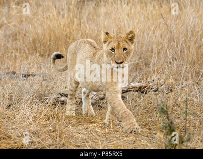 Jonge Afrikaanse Leeuw; giovani Leone africano Foto Stock