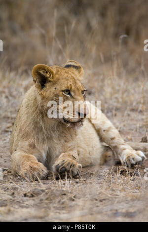 Jonge Afrikaanse Leeuw; giovani Leone africano Foto Stock