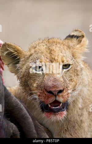 Jonge Afrikaanse Leeuw; giovani Leone africano Foto Stock