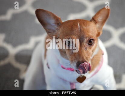 "Annie' Rat Terrier Mix Foto Stock