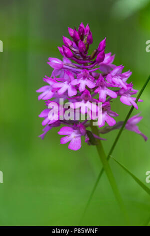 Hondskruid, Orchide Foto Stock