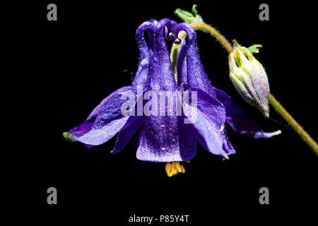 Wilde akelei, aquilegia alpina Foto Stock