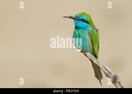 Arabian (Po) verde gruccione - Smaragdspint - Merops cyanophrys ssp. muscatensis, Oman, adulti Foto Stock