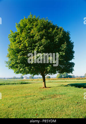 NORWAY MAPLE TREE IN SUMMER (ACER PLATANOIDES) [FOUR SEASON SERIES] / PENNSYLVANIA Foto Stock