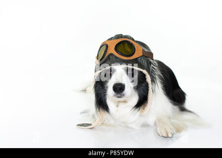 Adorabili Border Collie cane disteso in piano che indossa un cappello pilota. Isolato su bianco di sfondo per studio Foto Stock