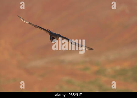 Arctic Jaeger - Schmarotzerraubmöwe - Stercorarius parasiticus, Islanda, adulti Foto Stock