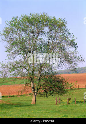 Rosso Acero (Acer rubrum) germogliare foglie in primavera / PENNSYLVANIA [SERIE DI QUATTRO STAGIONI] Foto Stock