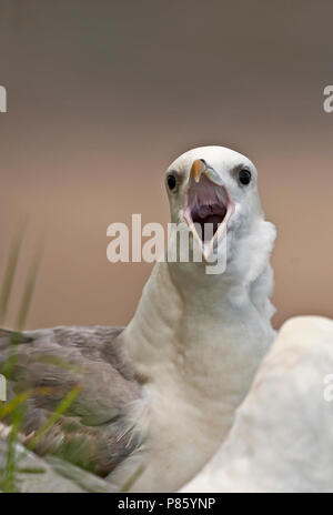 Chiamando Fulmar settentrionale (Fulmarus glacialis) nella colonia di allevamento in Gran Bretagna. Foto Stock