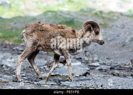 L'argali o le pecore di montagna (specie Ovis ammon) è una pecora selvatica che roams altopiani dell'Asia centrale (Himalaya, Tibet, degli Altai). Foto Stock