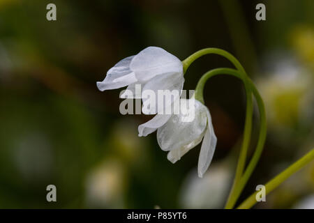 Armbloemig look, pochi a fiore porri Foto Stock