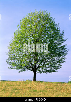 MAPLE TREE (ACER SACCHARUM) IN PRIMAVERA / MIDDLECREEK Wildlife Management Area, PENNSYLVANIA Foto Stock