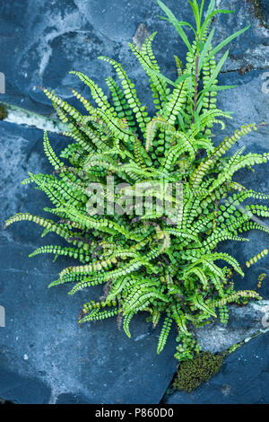 Steenbreekvaren, Maidenhair Spleenwort, Asplenium trichomanes Foto Stock