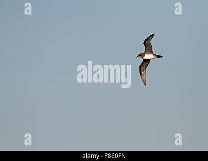 Atlantico, Petrel Pterodroma incerta) un seccatore petrel endemico o il sud dell'Oceano Atlantico. Foto Stock