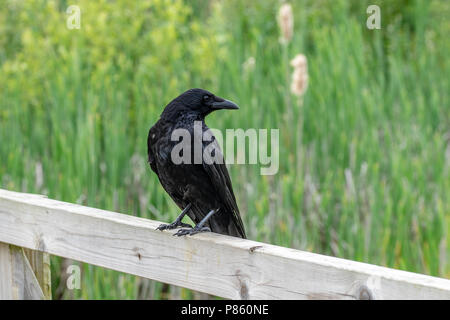 Crow arroccato su una staccionata in legno guardando sopra la sua spalla Foto Stock