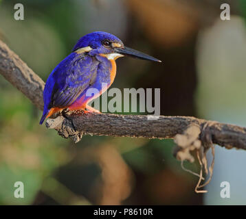 Azzurro kingfisher, Ceyx azureus Foto Stock