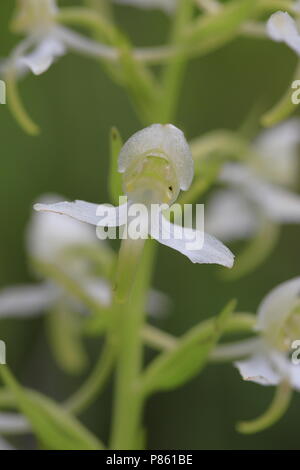 Fioritura maggiore Butterfly-orchid Francia, Bloeiende Bergnachtorchis Frankrijk Foto Stock