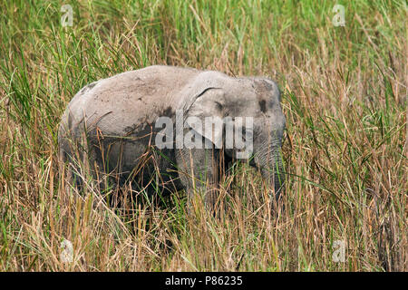 Elefante asiatico (lEephas maximus) presso il parco nazionale di Kaziranga, Assam, India Foto Stock