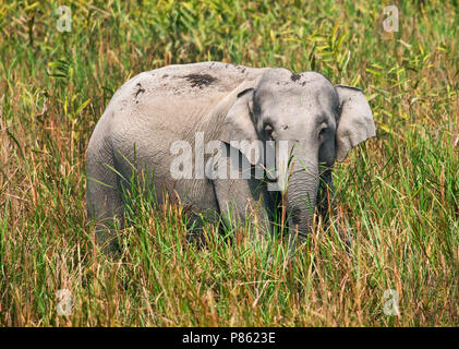 Elefante asiatico (lEephas maximus) presso il parco nazionale di Kaziranga, Assam, India Foto Stock