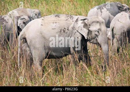 Elefante asiatico (lEephas maximus) presso il parco nazionale di Kaziranga, Assam, India Foto Stock