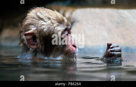 Jonge giapponesi in Makaak warmwaterbron, giapponesi macaque giovani in primavera calda Foto Stock