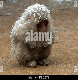 Jonge Makaak giapponesi in de sneeuw, Macaque giapponese nella neve Foto Stock