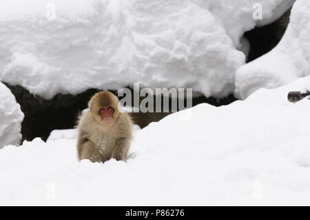 Giapponesi scimmia di neve nel selvaggio in Giappone durante il periodo invernale. Foto Stock