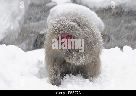 Giapponesi scimmia di neve nel selvaggio in Giappone durante il periodo invernale. Foto Stock