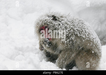 Giapponesi scimmia di neve nel selvaggio in Giappone durante il periodo invernale. Foto Stock