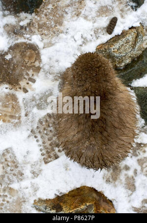 Macaque giapponese immaturo rovistando nella neve; giapponesi onvolwassen Makaak fouragerend in de sneeuw Foto Stock