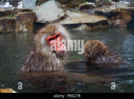 Makaak giapponesi in warmwaterbron; Macaque giapponese in hotspring Foto Stock