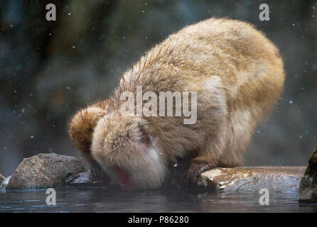 Makaak giapponesi in warmwaterbron; Macaque giapponese in hotspring Foto Stock