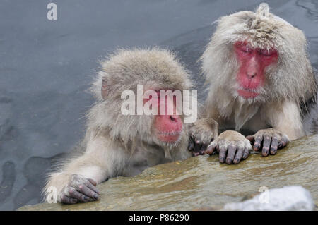 Giapponesi scimmia di neve nel selvaggio in Giappone durante il periodo invernale. Foto Stock