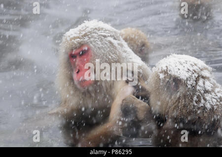 Giapponesi scimmia di neve nel selvaggio in Giappone durante il periodo invernale. Foto Stock