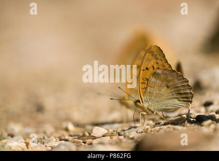 Keizermantels,argento-lavato Fritillaries Foto Stock