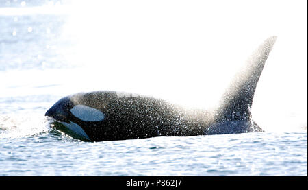 Orka, Killer Whale, Orcinus orca Foto Stock