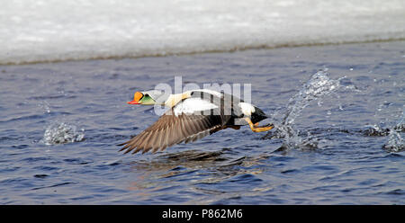 Mannetje Koningseider in vlucht; maschio re Eider in volo Foto Stock