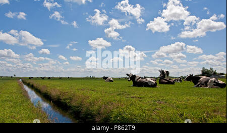 Weiland incontrato melk koeien Nederland, prato con mucche Paesi Bassi Foto Stock