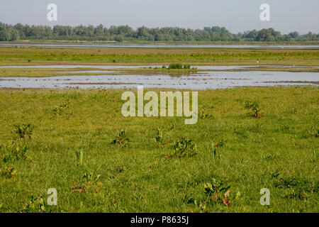 Polder lepelaar in de Brabantse Biesbosch Foto Stock