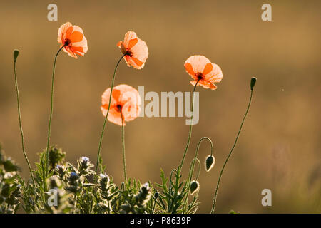 Klaproos bloeiend, fioritura di papavero Foto Stock